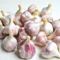 Precio de New Crop Gourmet Red Garlic